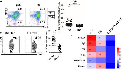 Tph Cells Expanded in Primary Sjögren’s Syndrome